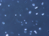 Bakterien und Hefen in Zellkultur